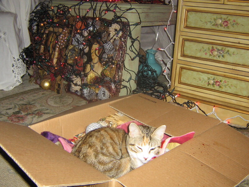 Cat in a box with lights