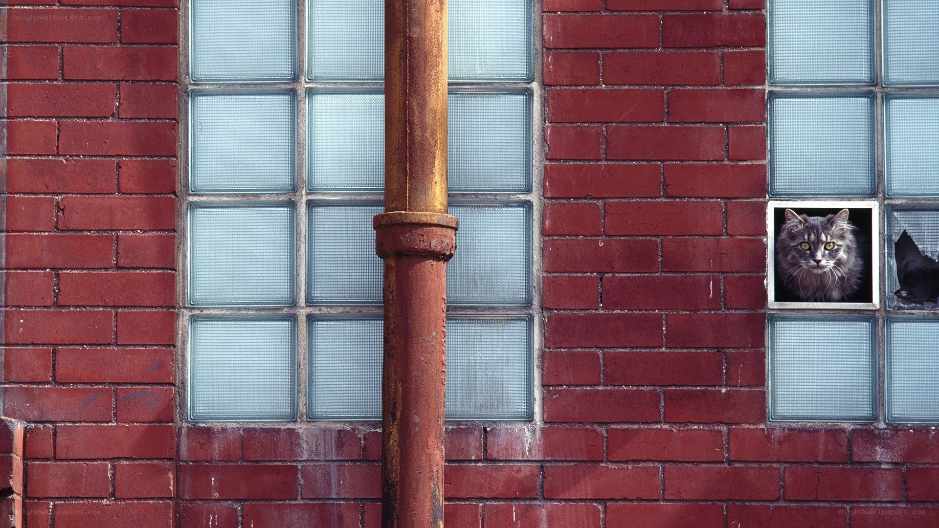 cat in a brick wall window
