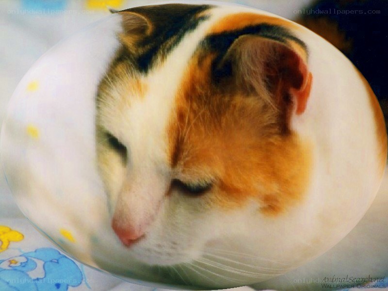 cat in a bubble