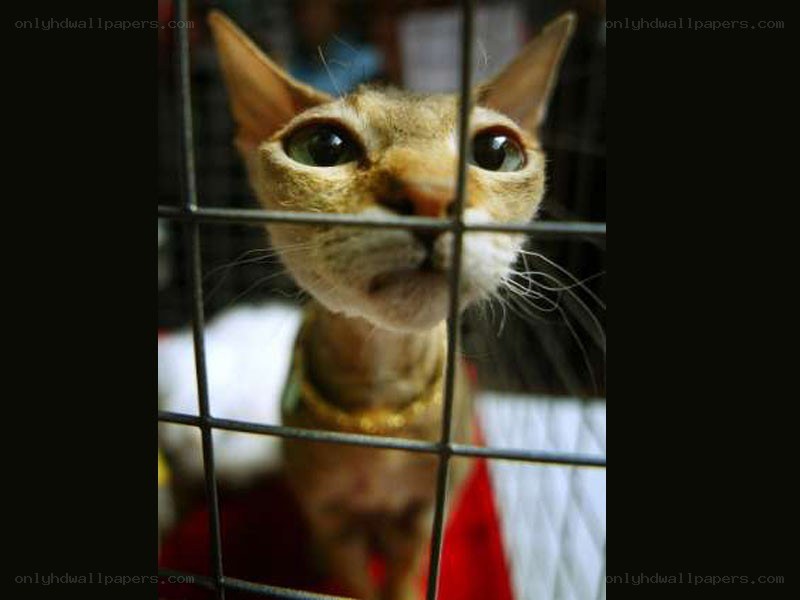 cat in a cage