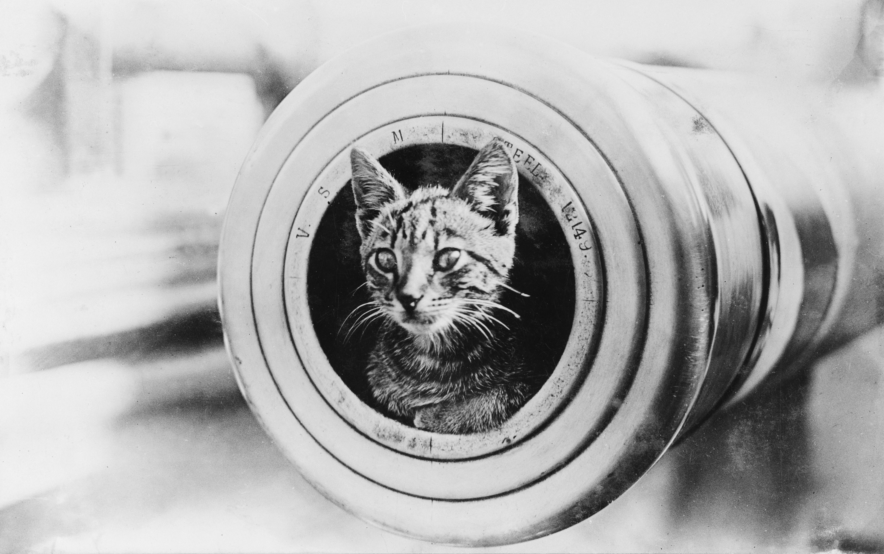 Cat in a cannon barrel