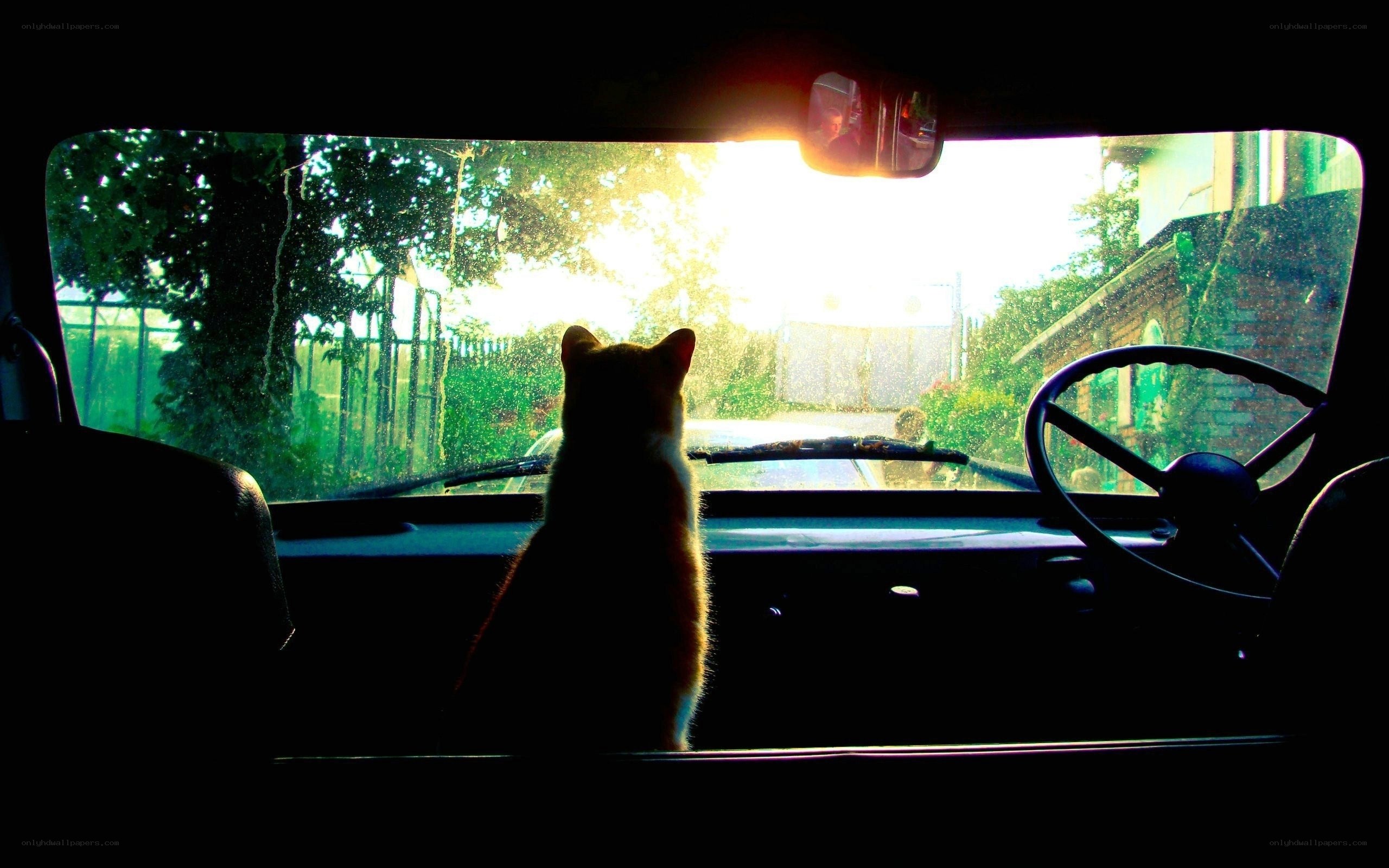 Cat in a car at sunset