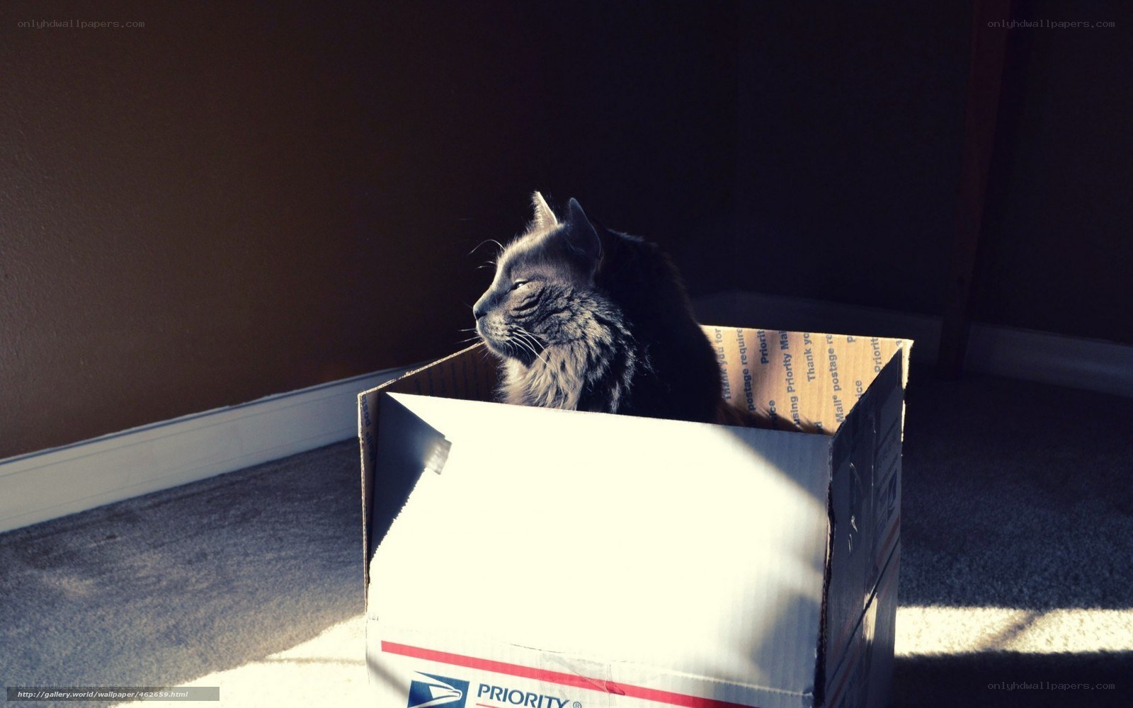 cat in a cardboard box