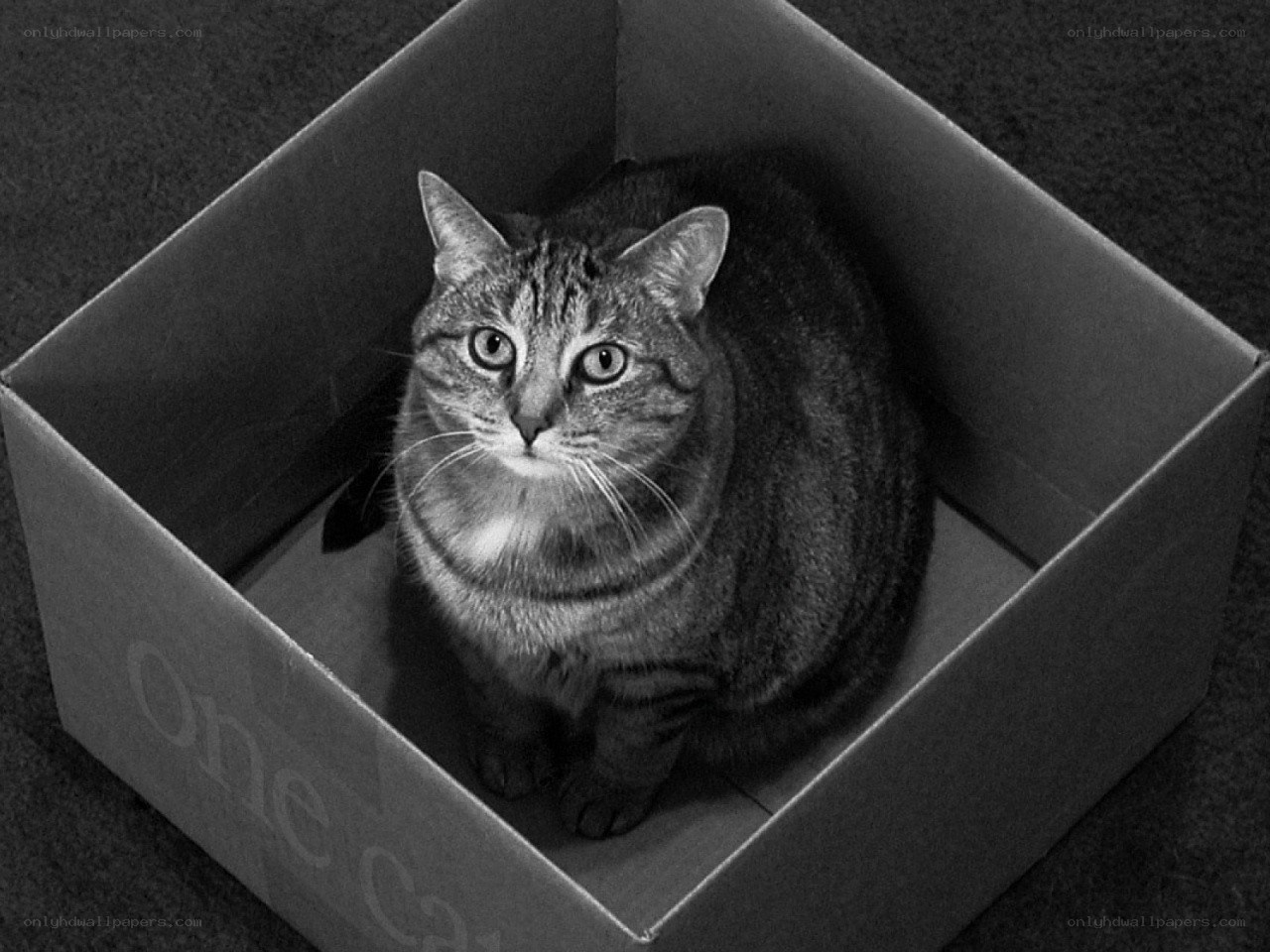 cat in a cardboard box