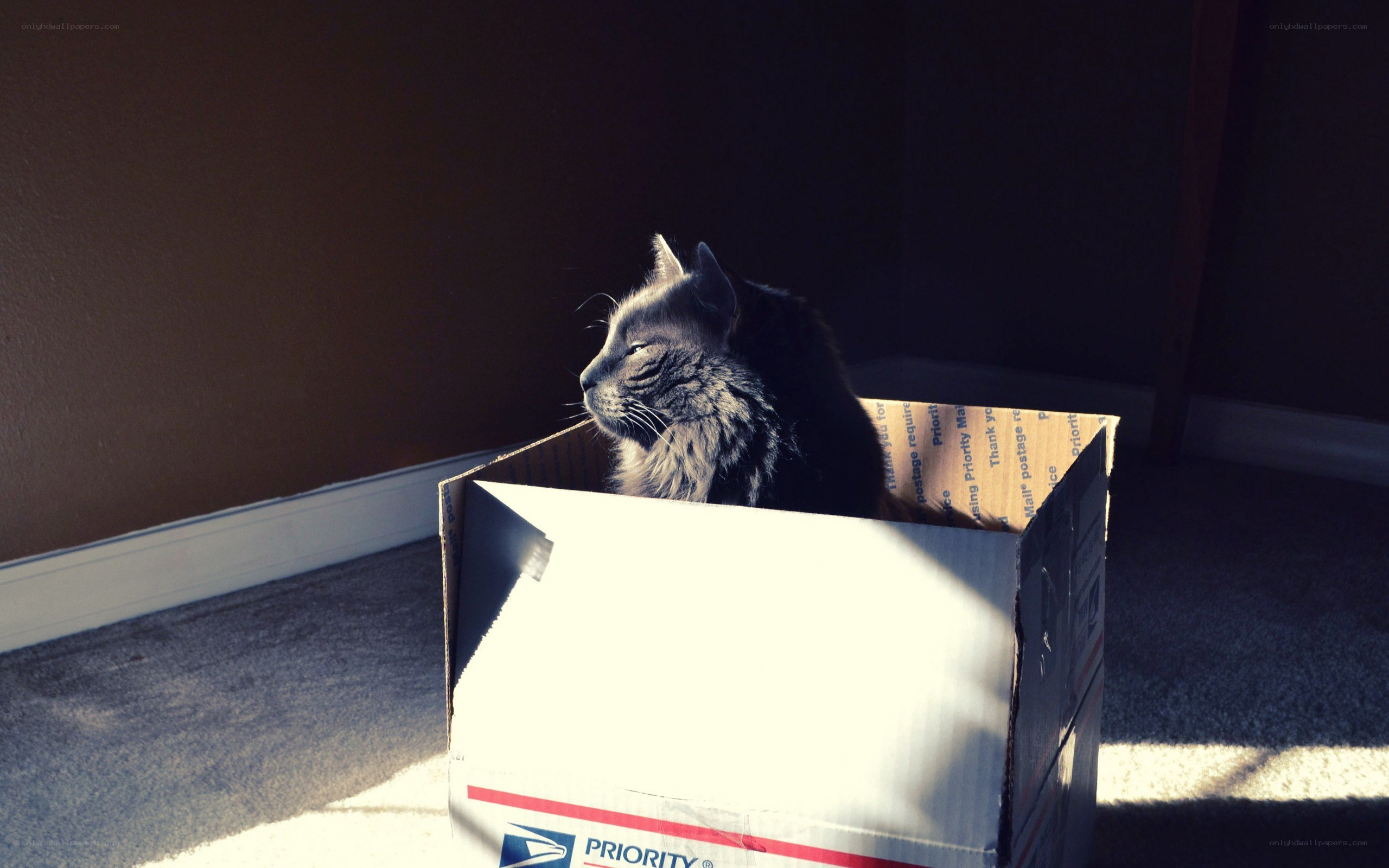 cat in a cardboard box