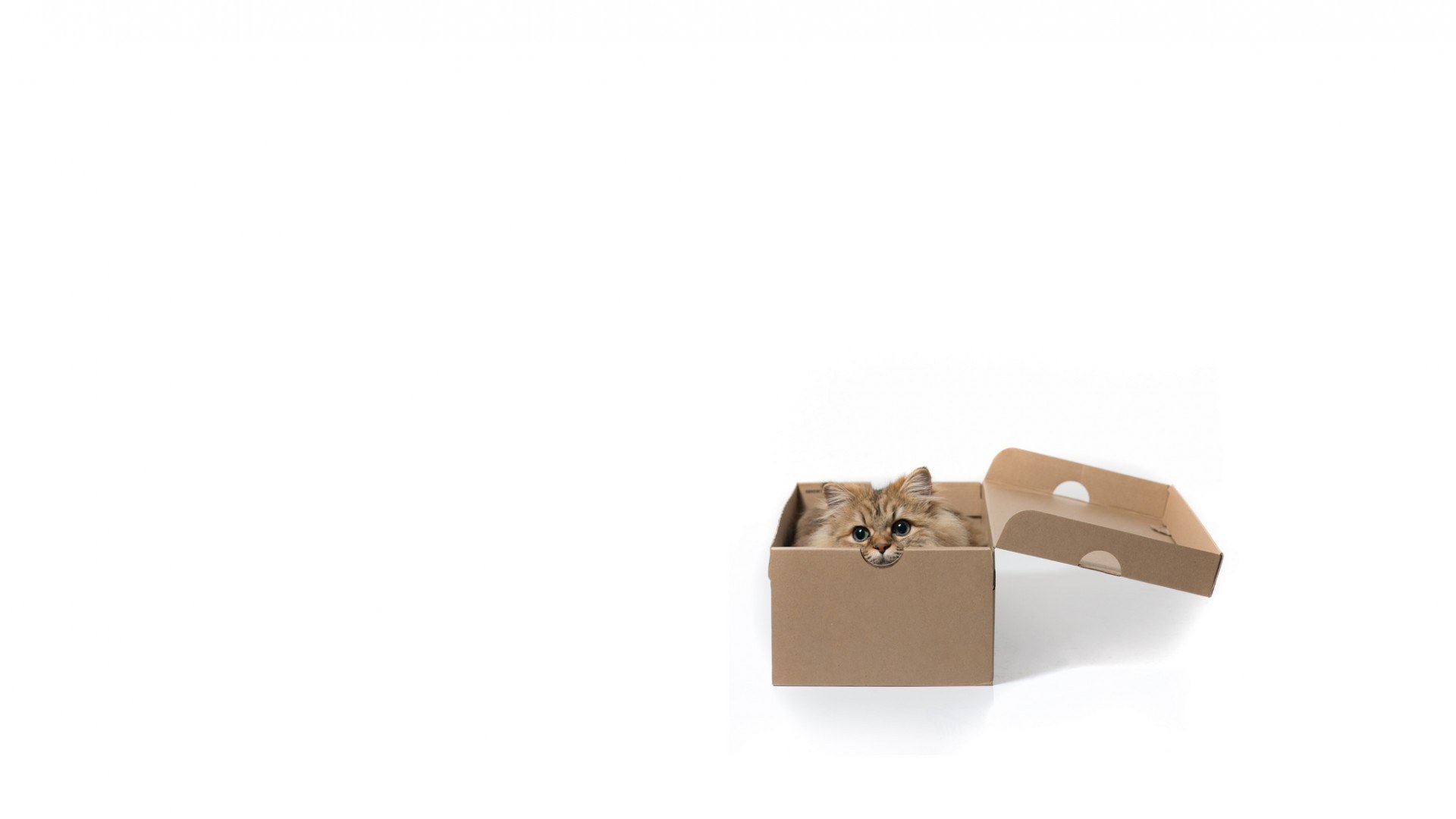 cat in a cardboard box