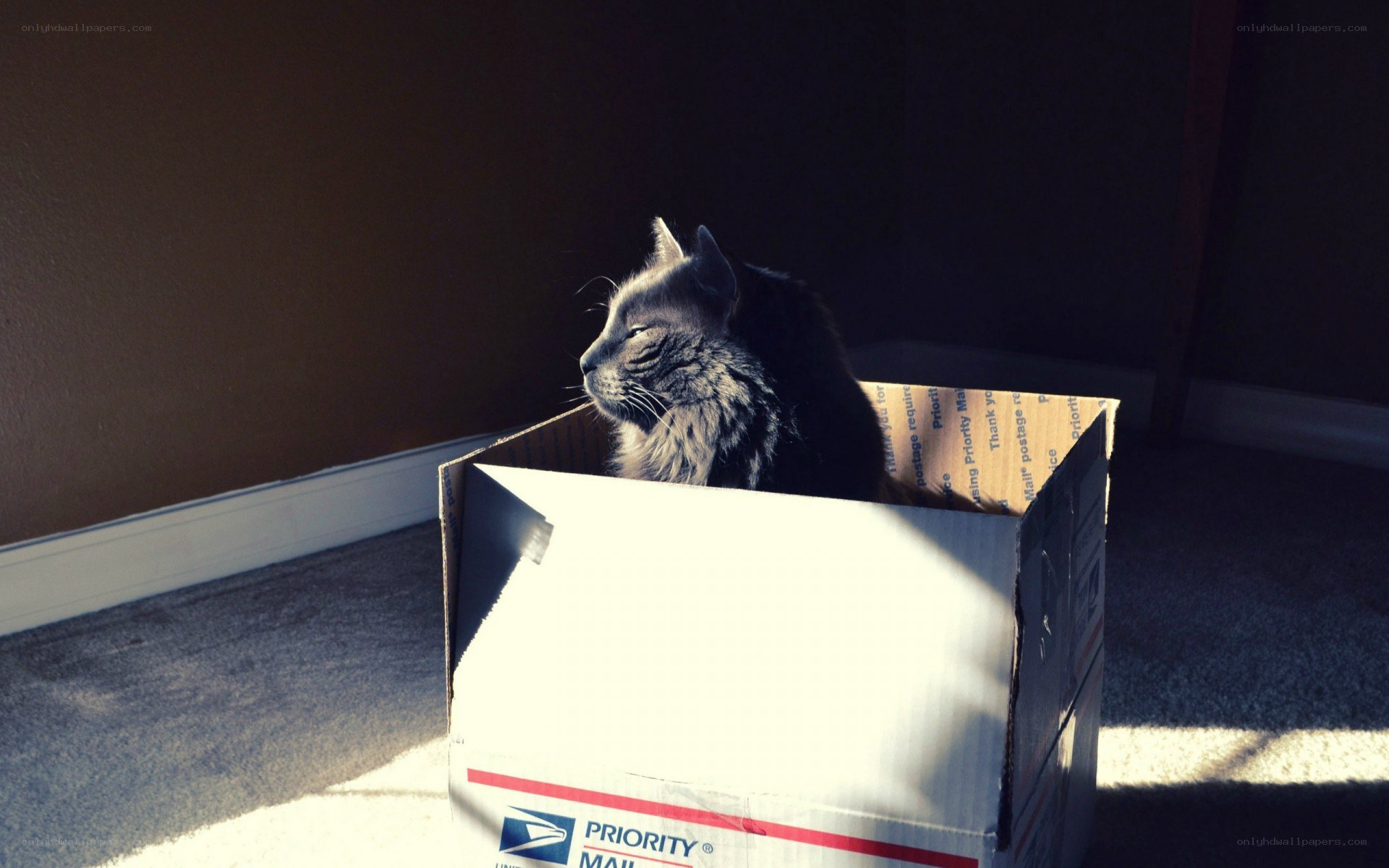 cat in a cardboard box