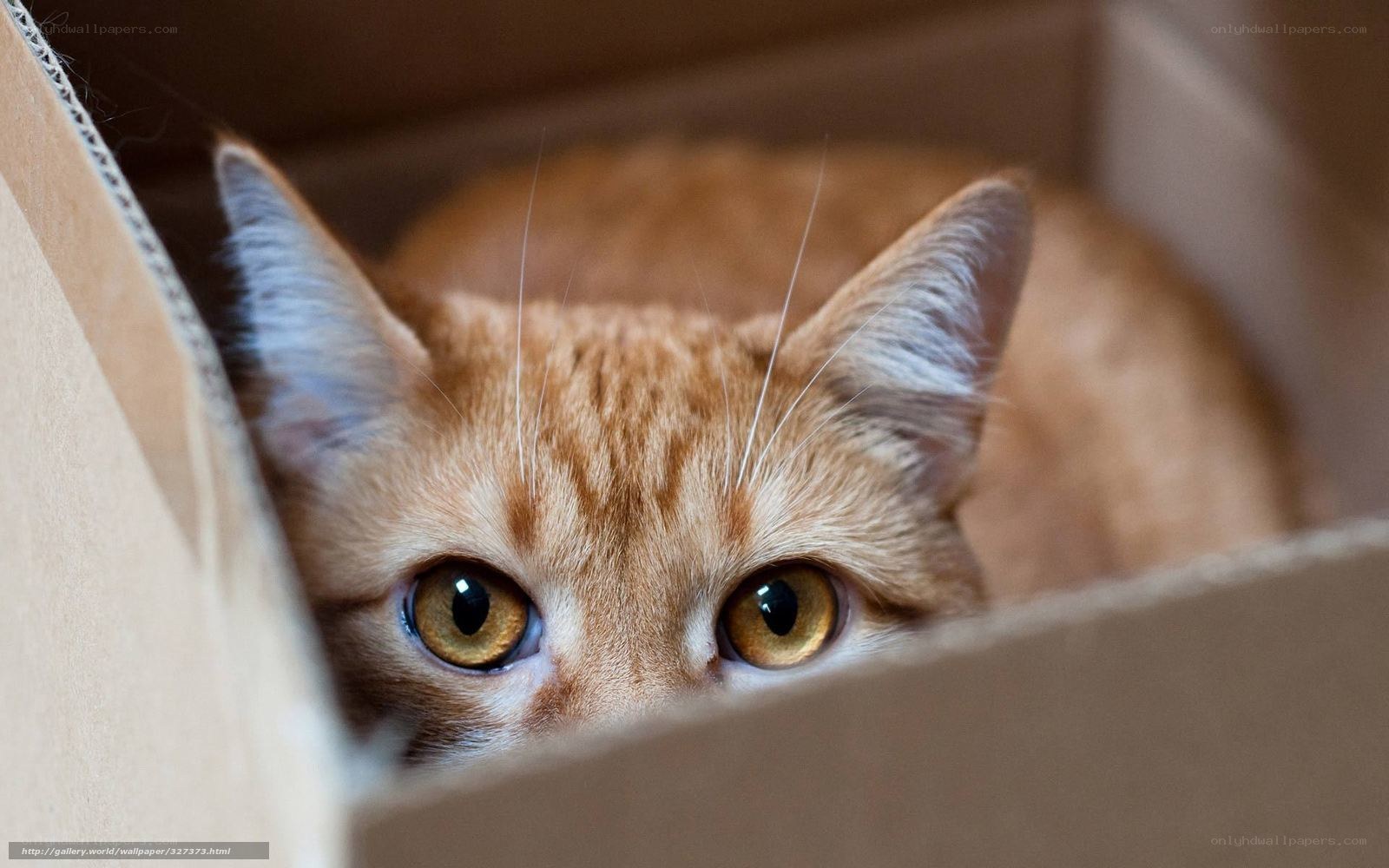 cat in a cardboard box