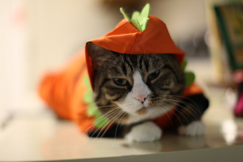 cat in a carrot costume