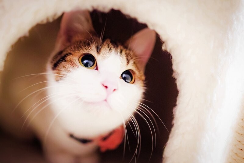 Cat in a Cat Bed