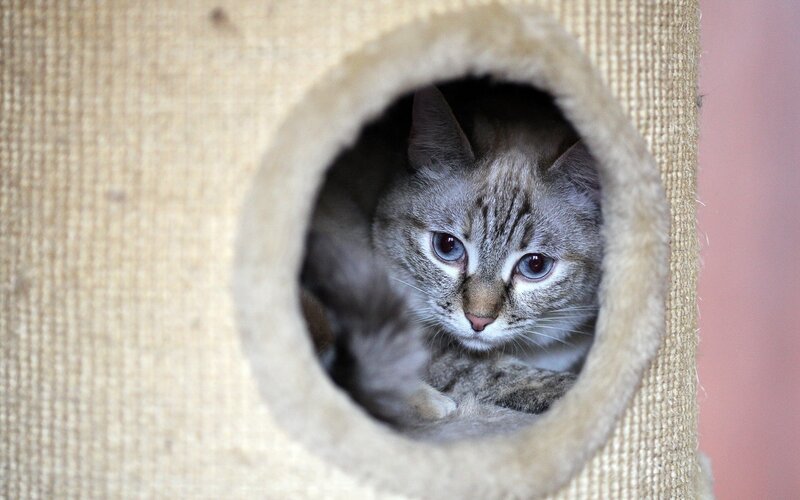 cat in a cat house