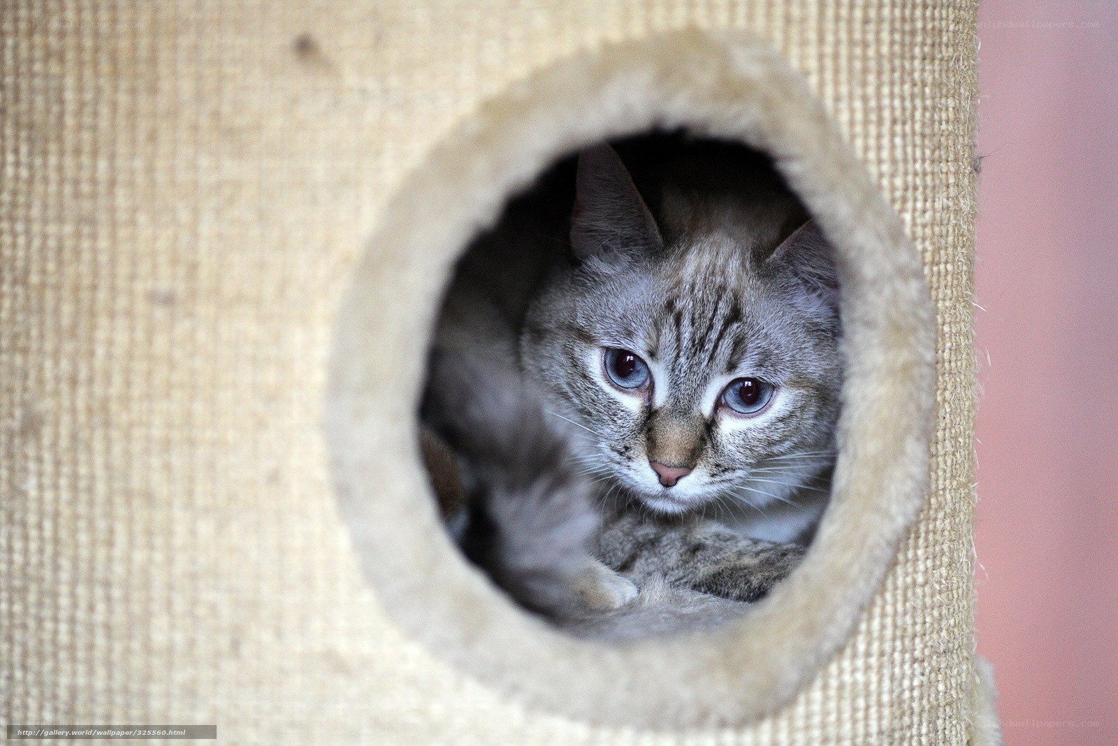 cat in a cat house