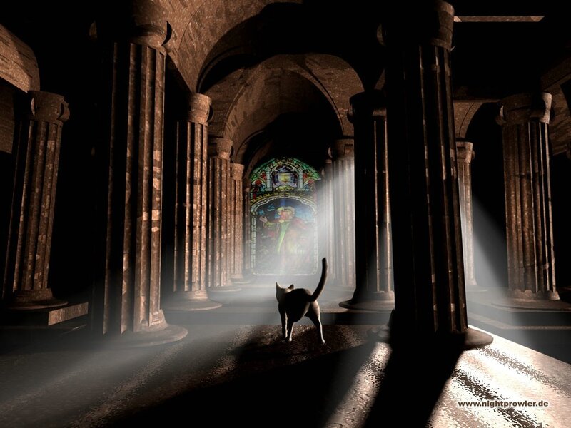 cat in a cathedral
