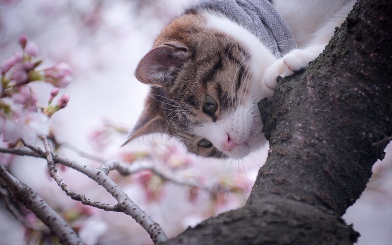 Cat in a cherry blossom tree