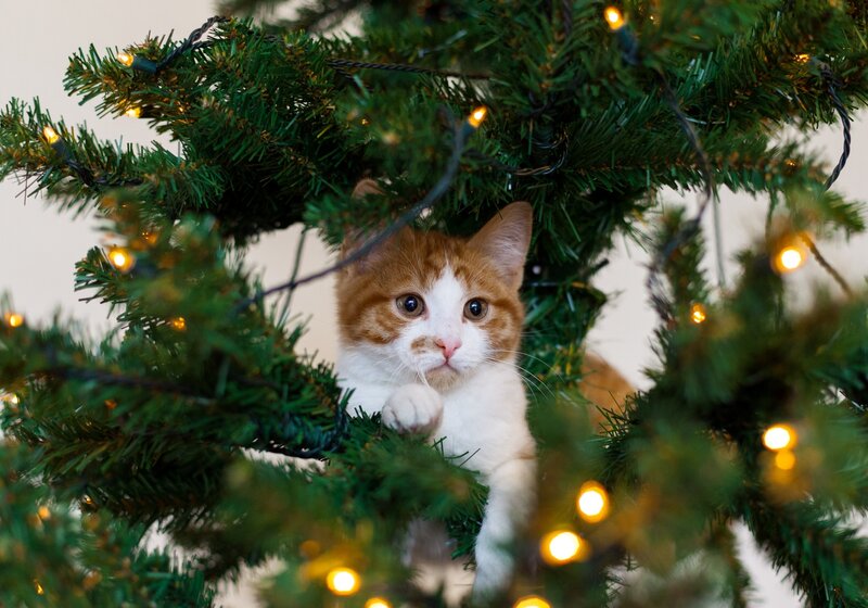 cat in a Christmas tree