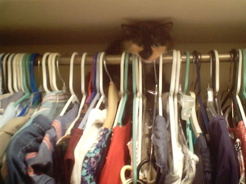 cat in a closet