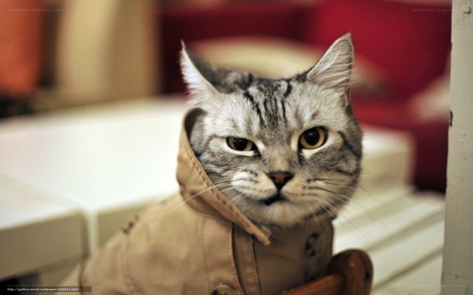 cat in a coat