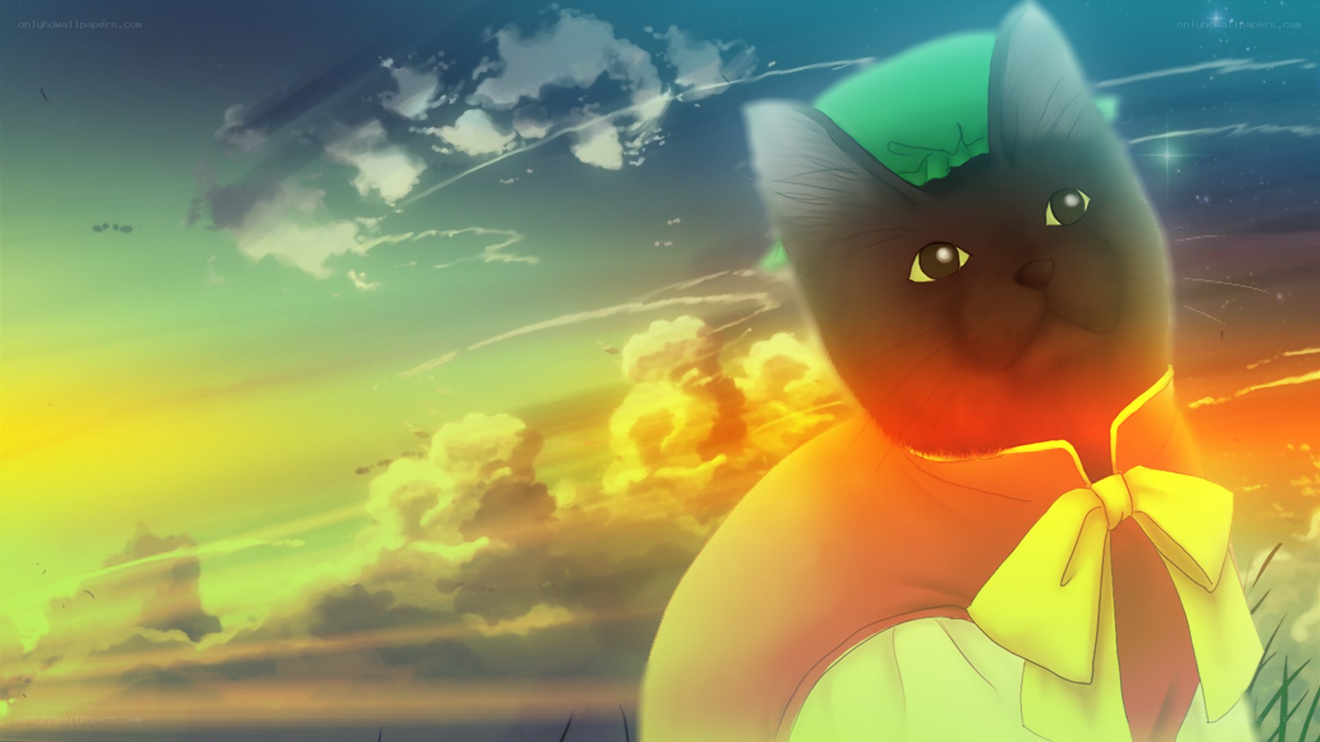cat in a colorful sunset