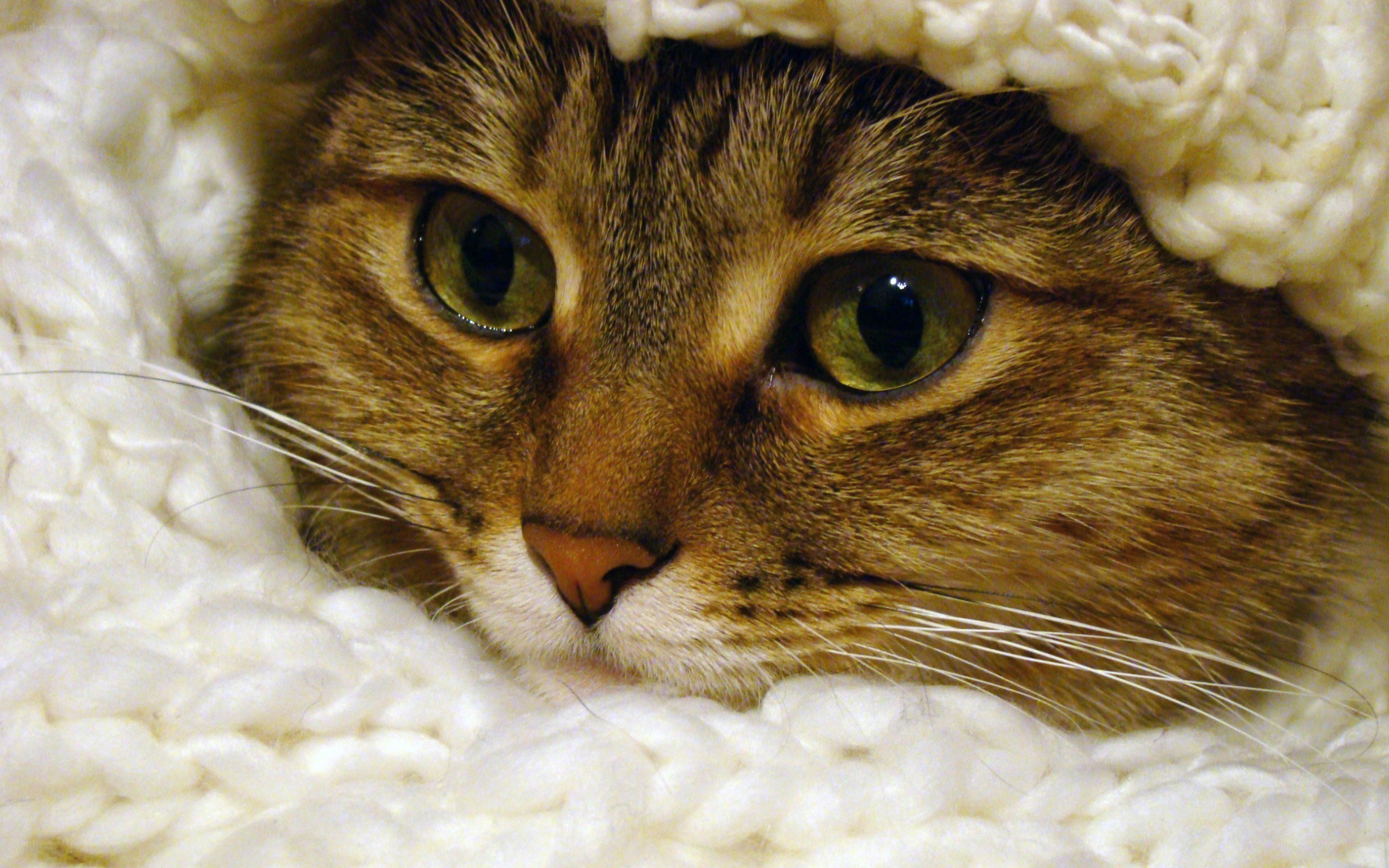 cat in a cozy blanket