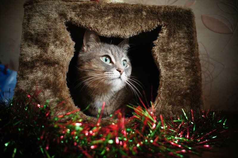 cat in a cozy house