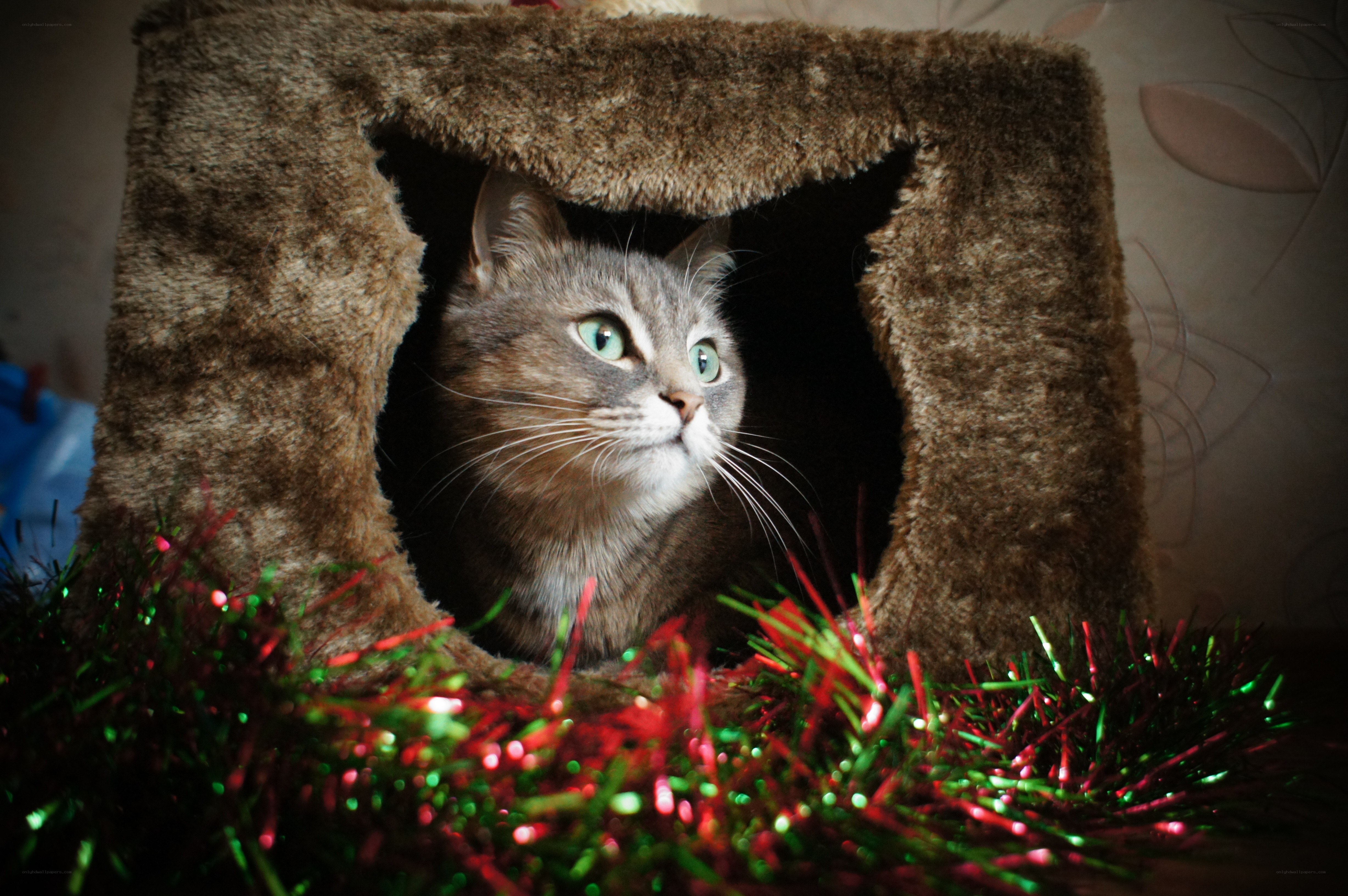 cat in a cozy house