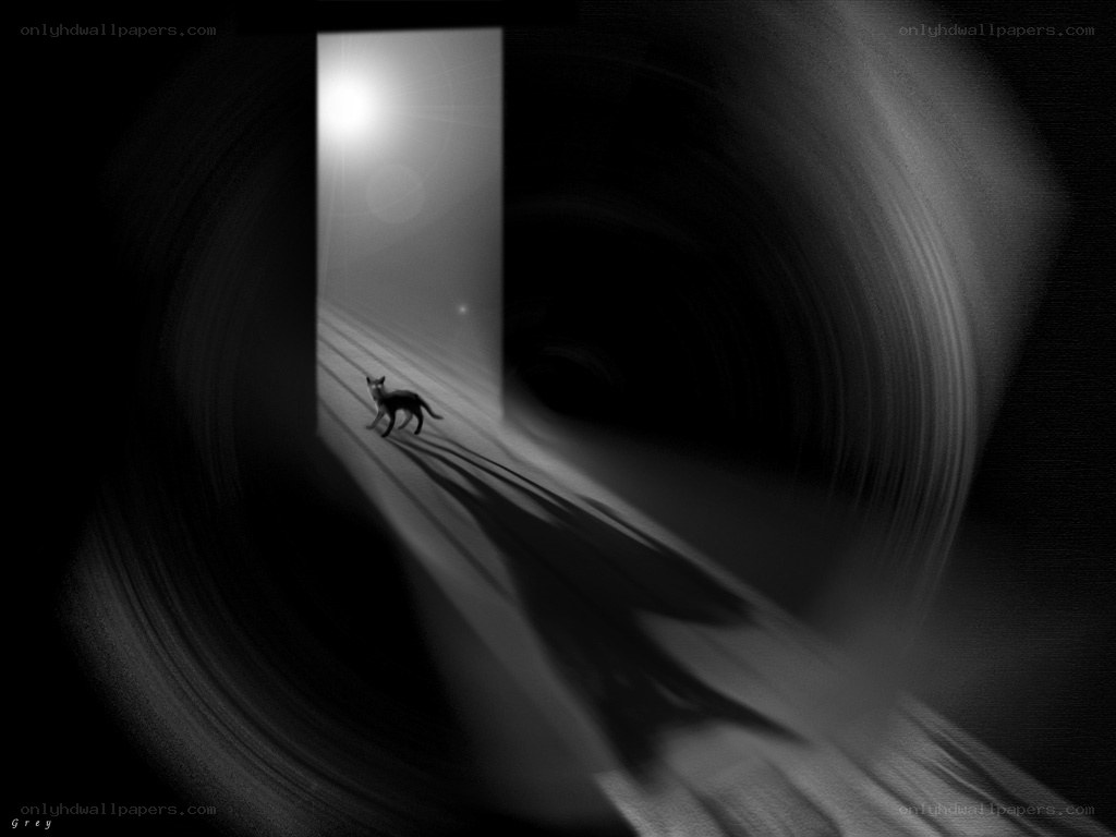 cat in a dark tunnel