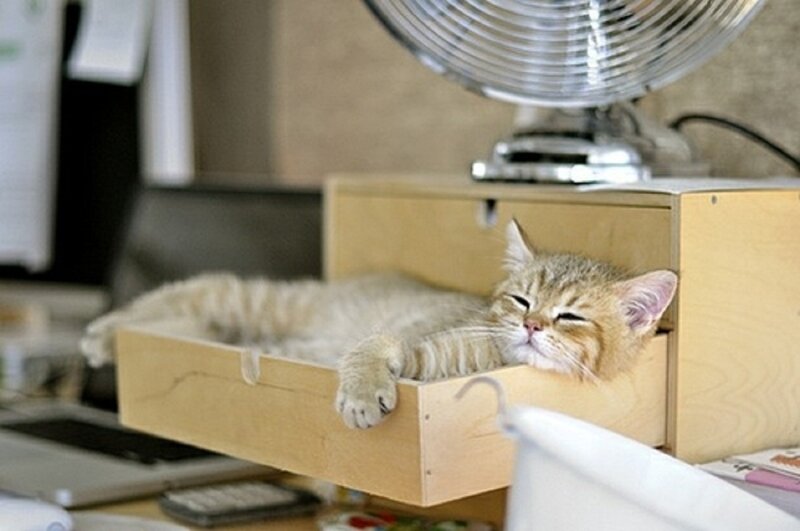 Cat in a Drawer