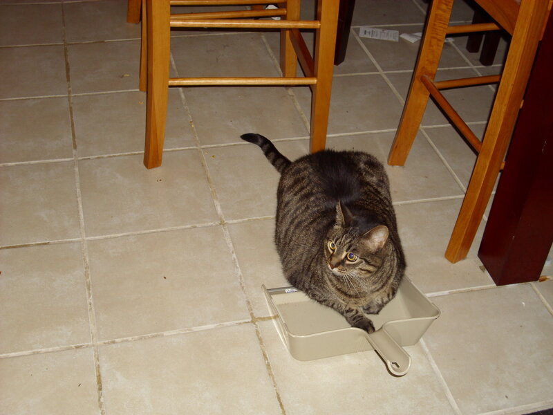 cat in a dustpan