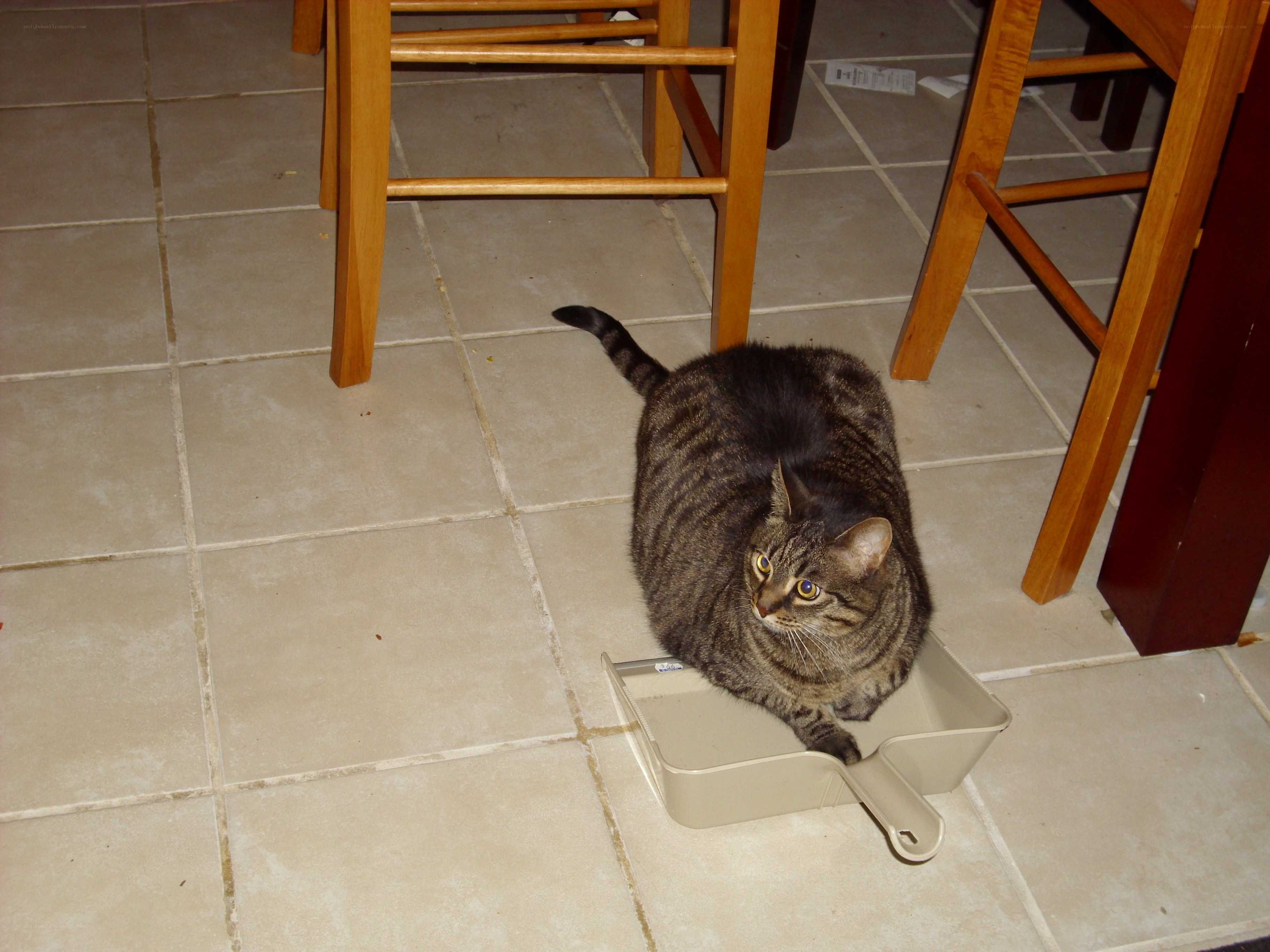 cat in a dustpan