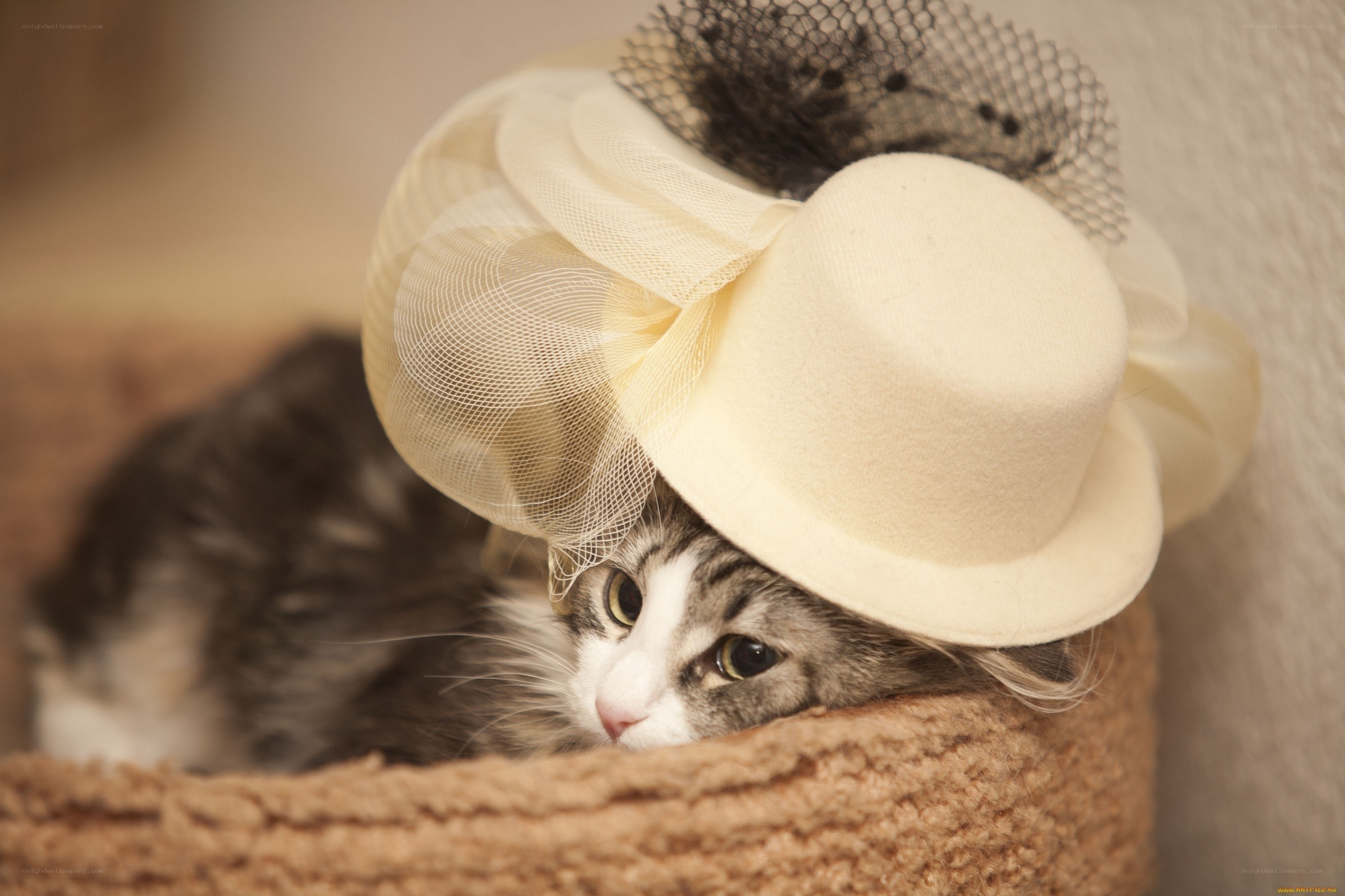 cat in a fancy hat