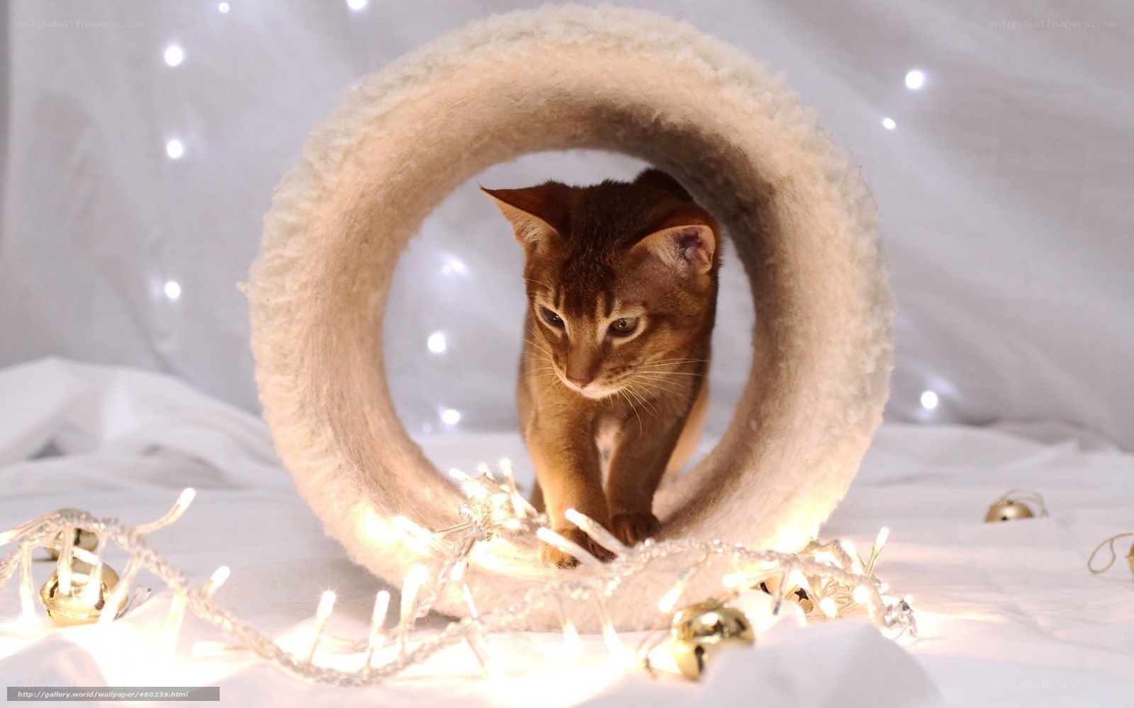 cat in a festive ring