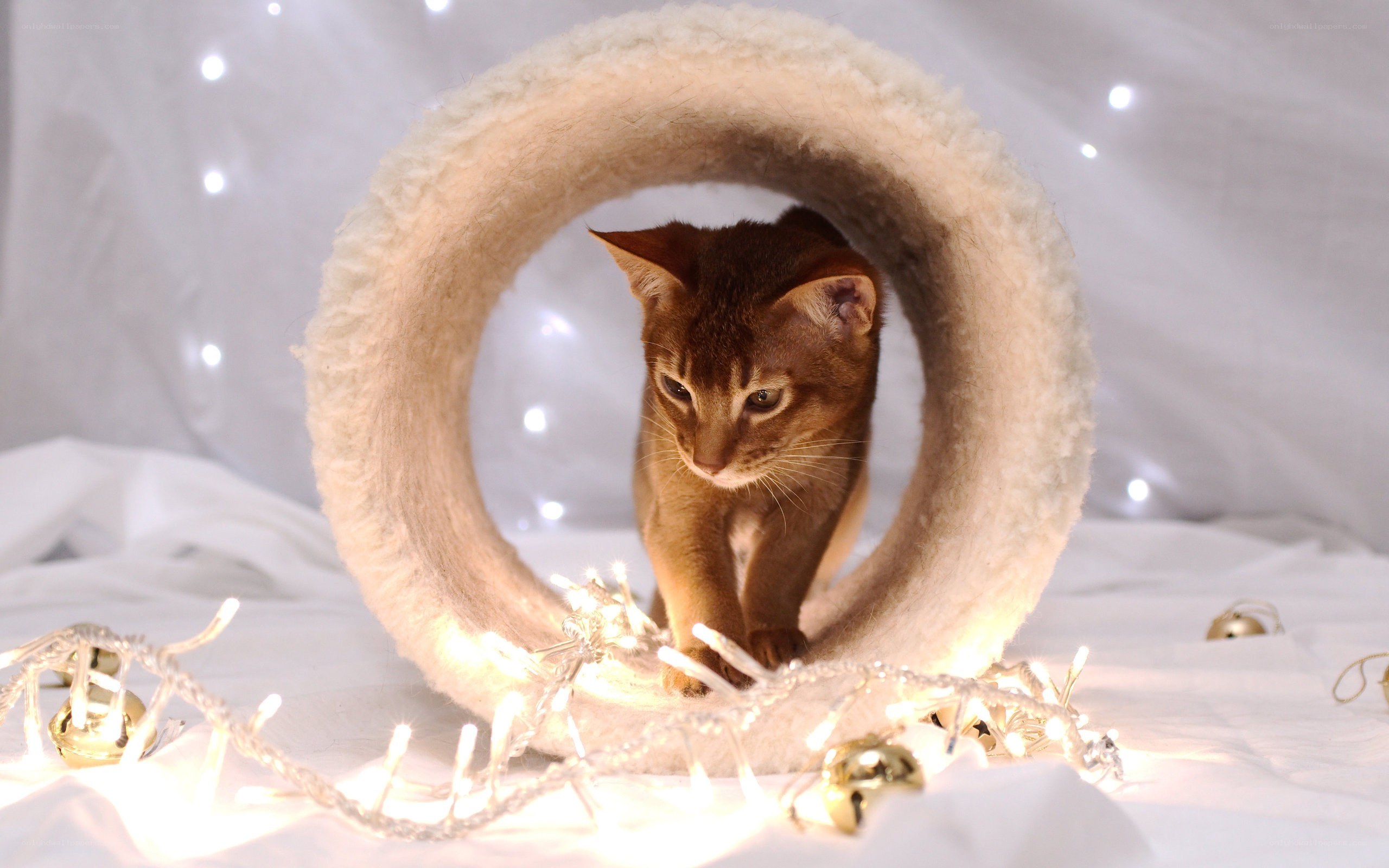 cat in a festive tunnel