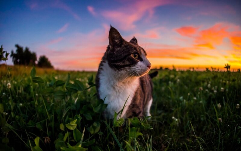 Cat in a Field — Green, Serene