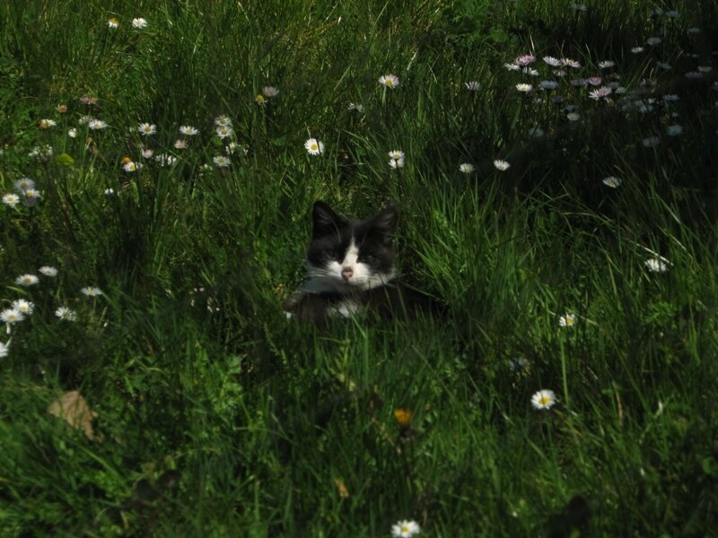 Cat in a field of daisies
