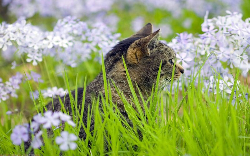 cat in a field of flowers