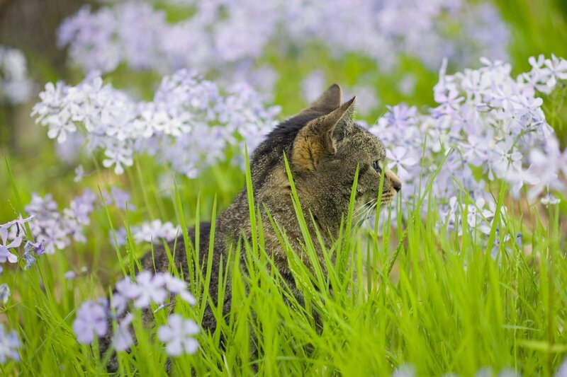 Cat in a field of flowers