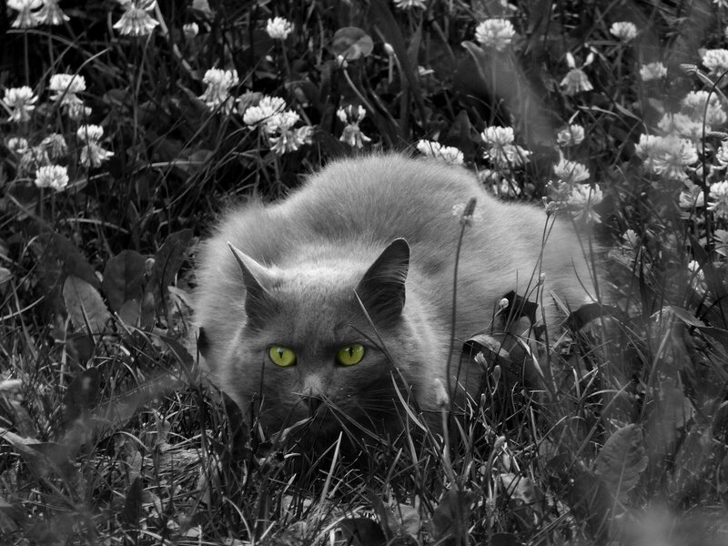 cat in a field of flowers