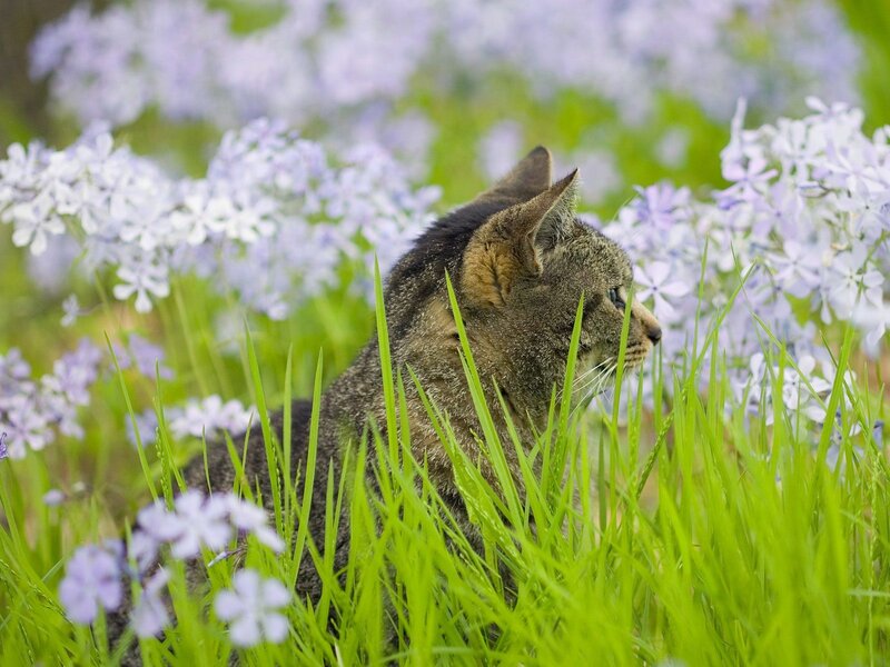 Cat in a field of flowers
