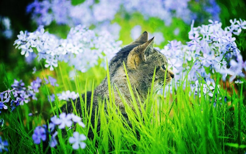 Cat in a field of flowers