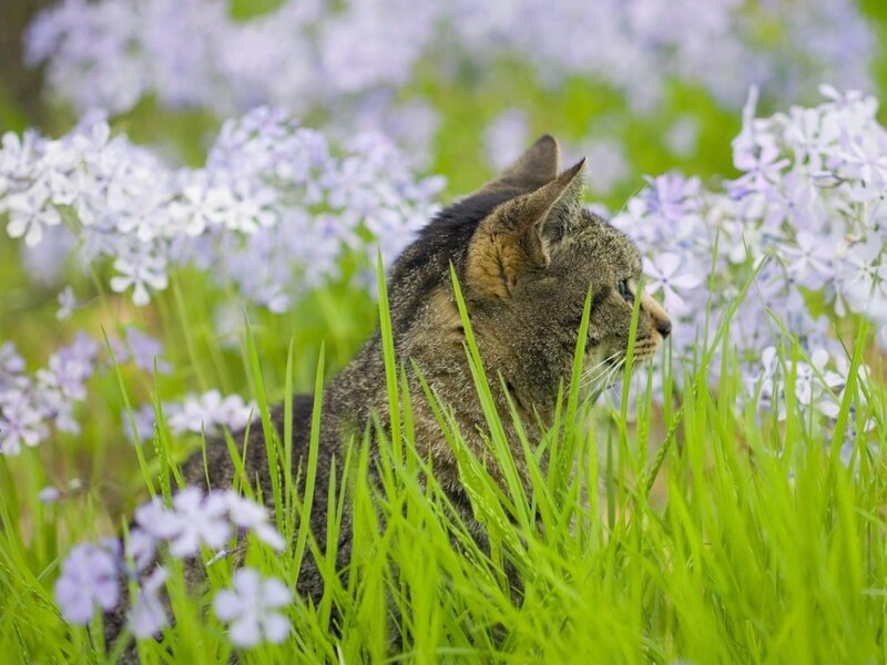 Cat in a field of flowers