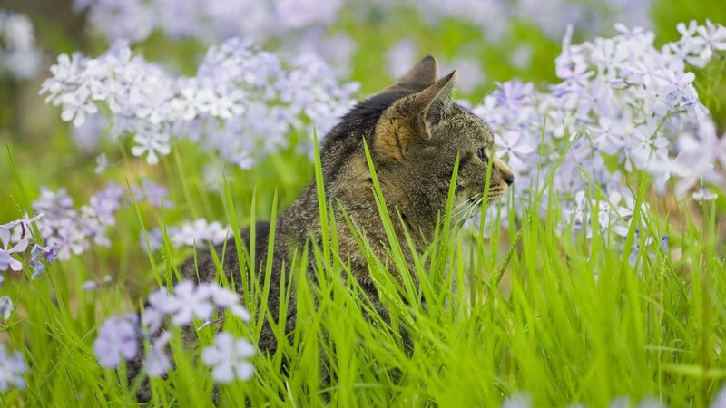 cat in a field of flowers