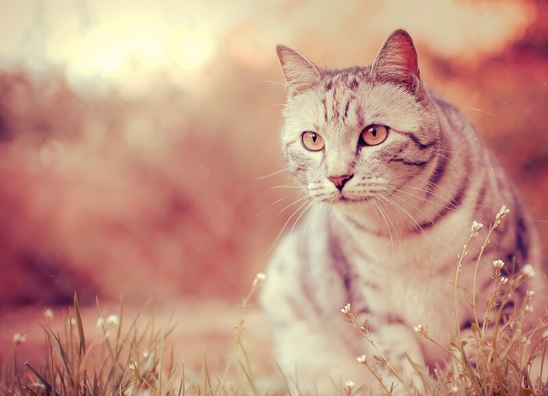 cat in a field of flowers