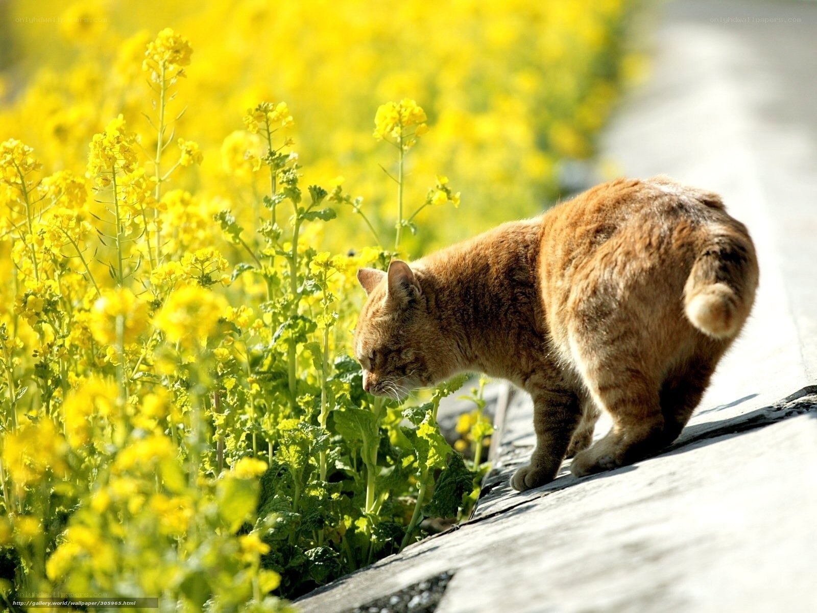 Cat in a field of yellow flowers