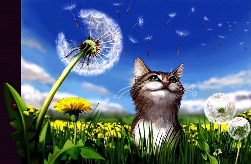 Cat in a Field