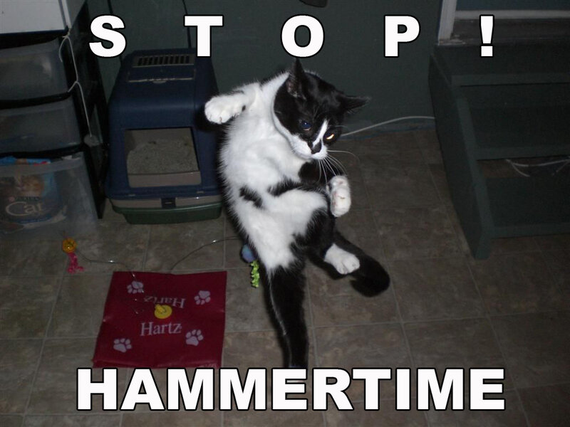 cat in a fighting pose