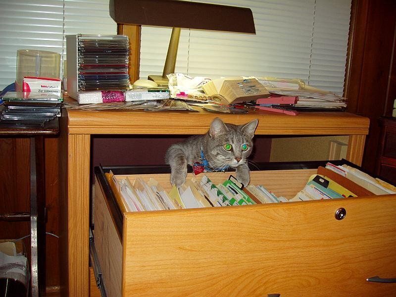cat in a file drawer