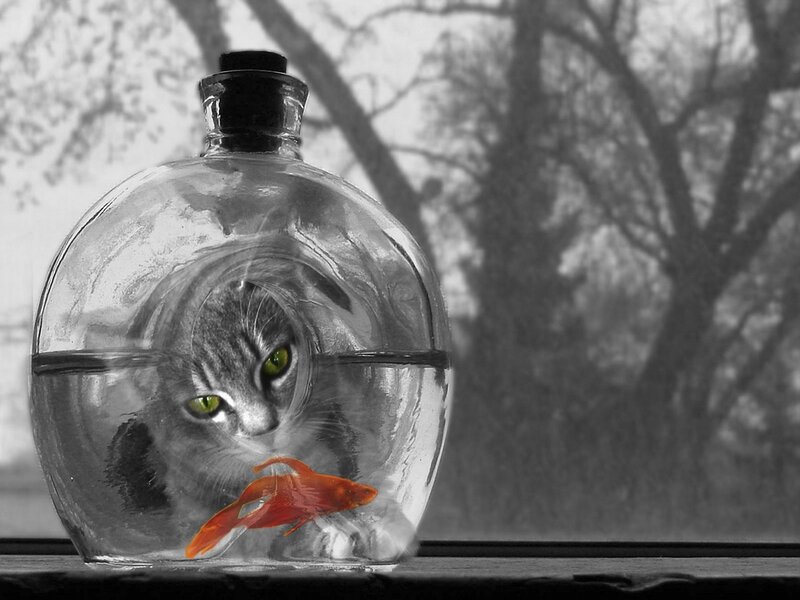 cat in a fishbowl with goldfish