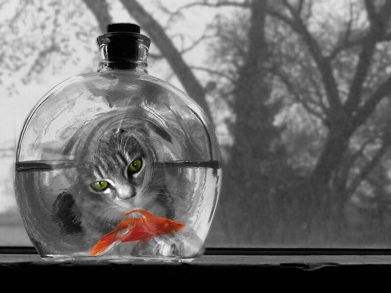cat in a fishbowl with goldfish