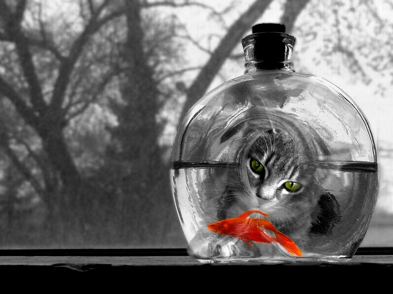 Cat in a fishbowl with goldfish