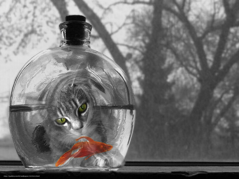 cat in a fishbowl with goldfish